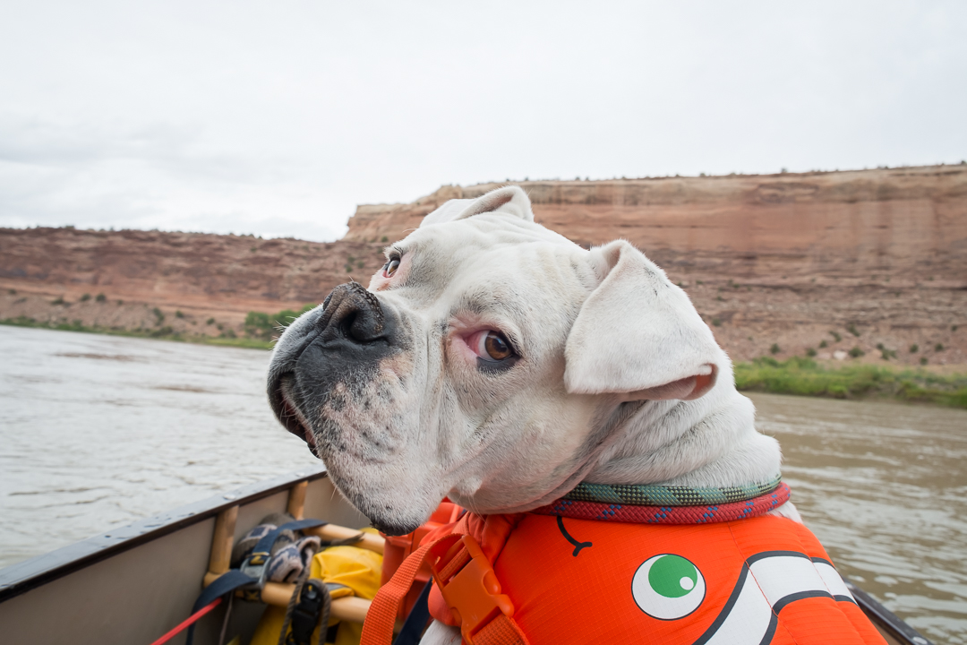 harley dog in my canoe