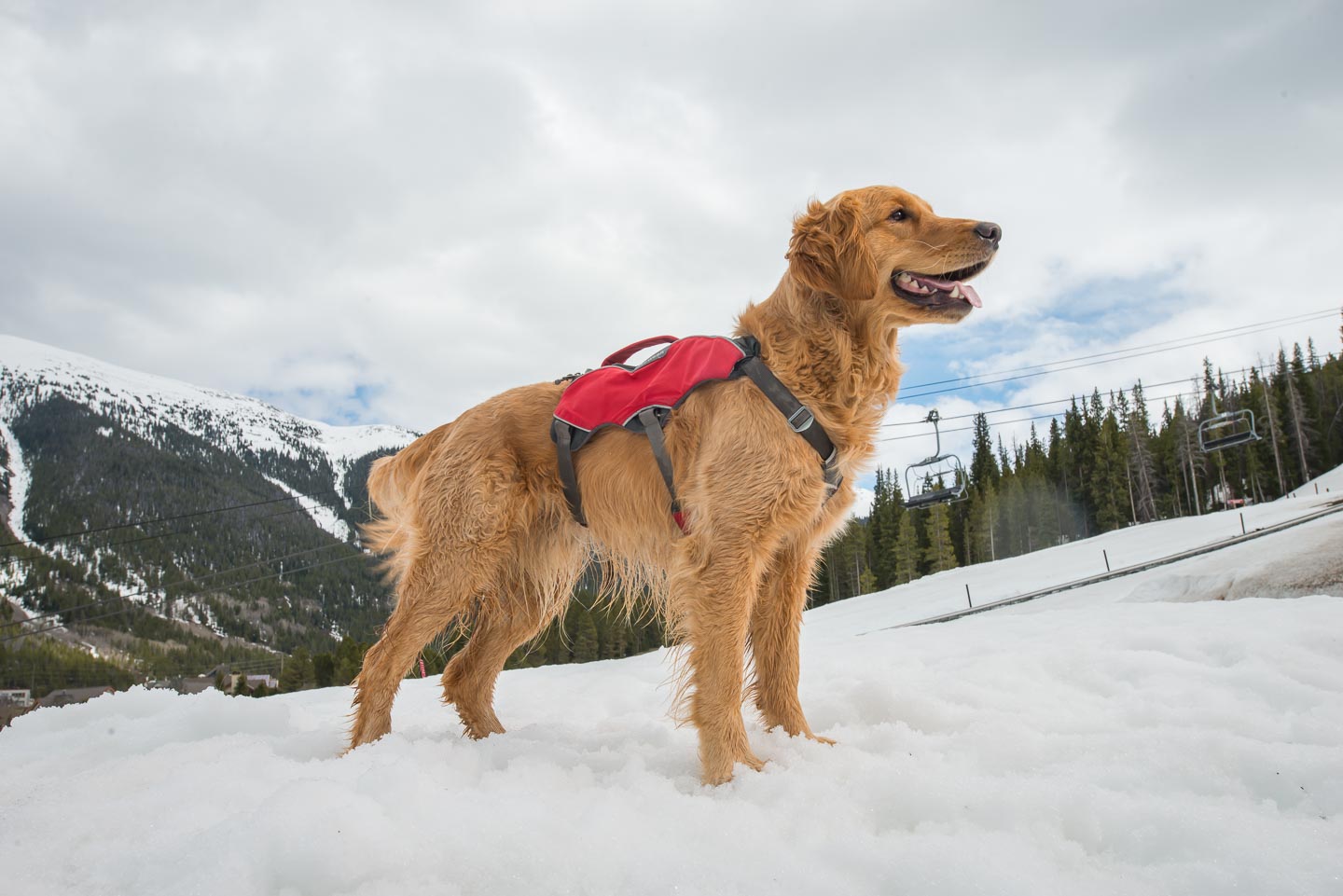 mason avalanche rescue dog